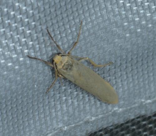 Réf. 206 242 : Eilema sp.